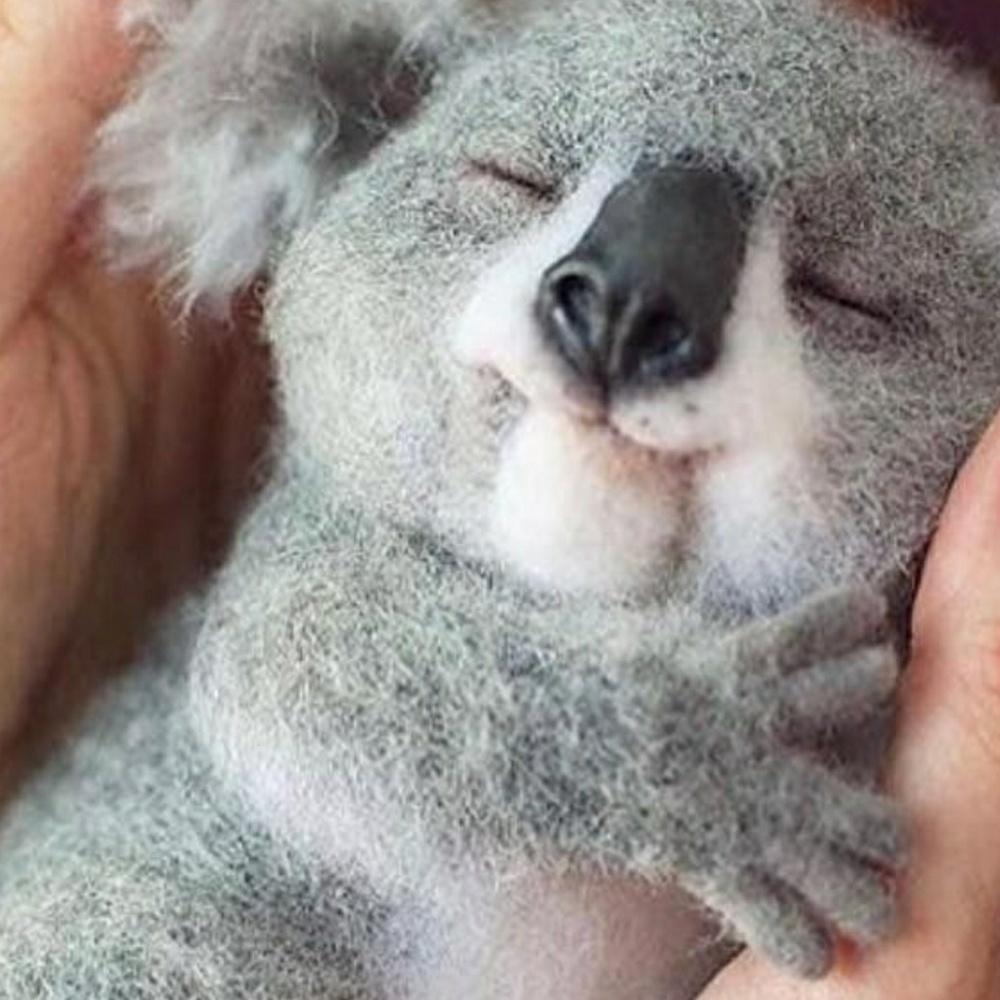 Meet your Posher, Brandy